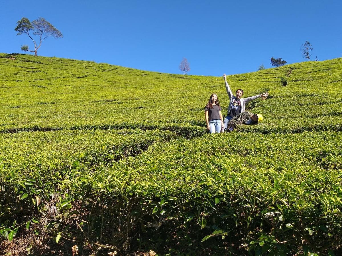 Wisata Alam Bandung Kebun Teh